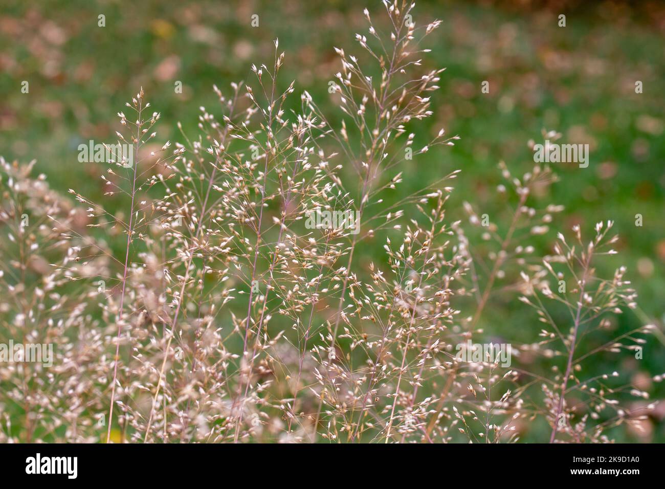 Questa immagine mostra una macro vista di airy tufted hairgrass (deschampsia cespitosa) in un giardino autunnale soleggiato Foto Stock