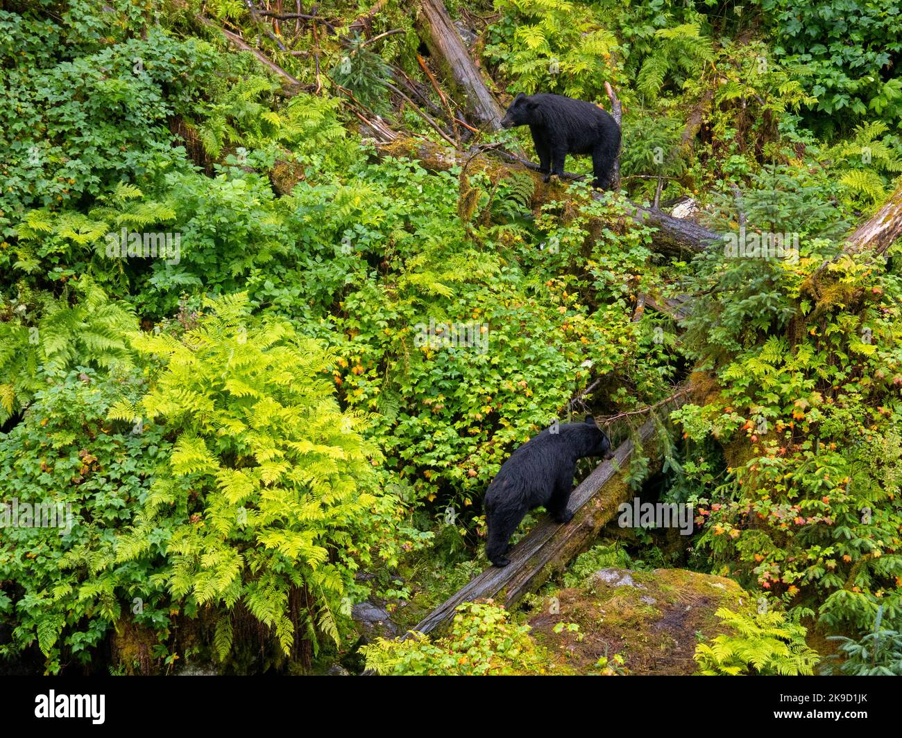 Black Bears at Anan Creek Wildlife Viewing Site, Tongass National Forest, vicino Wrangell, Alaska. Foto Stock