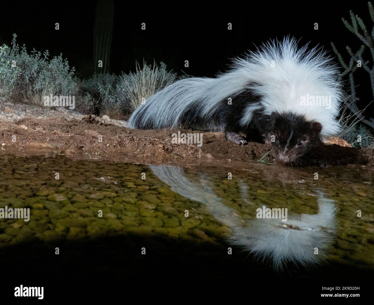 Hooded Skunk di notte, Marana, vicino a Tucson, Arizona. Foto Stock