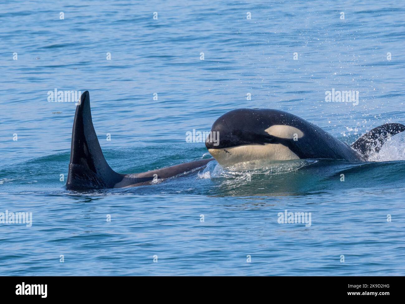Orcas in Agnus Cove, Kenai Fjords National Park, vicino a Seward, Alaska Foto Stock