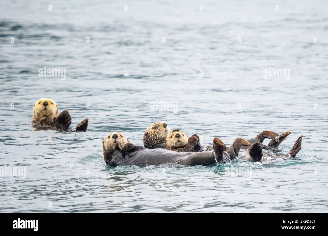 Le lontre marine, il Parco nazionale di Kenai Fjords, vicino a Seward, Alaska. Foto Stock