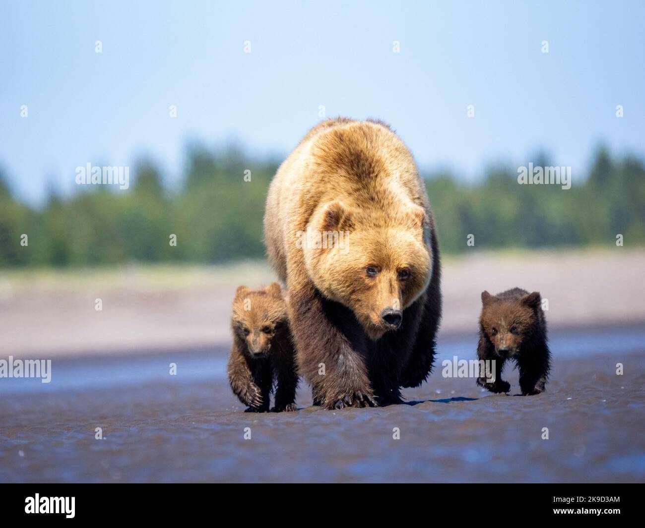 Marrone / Orso grizzly, il Parco Nazionale del Lago Clark, Alaska. Foto Stock