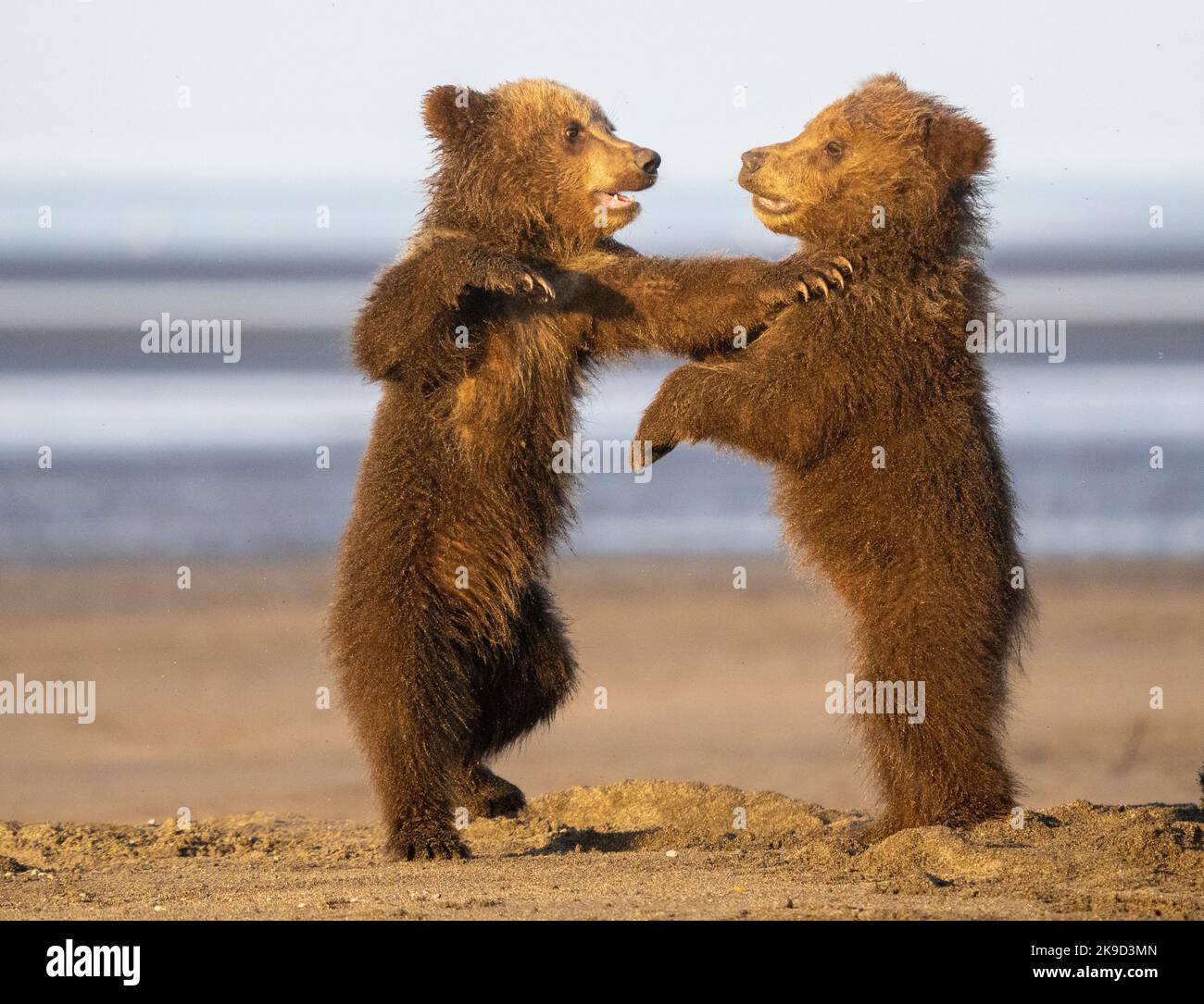 A Brown or Grizzly Bear Cubs, Lake Clark National Park, Alaska. Foto Stock