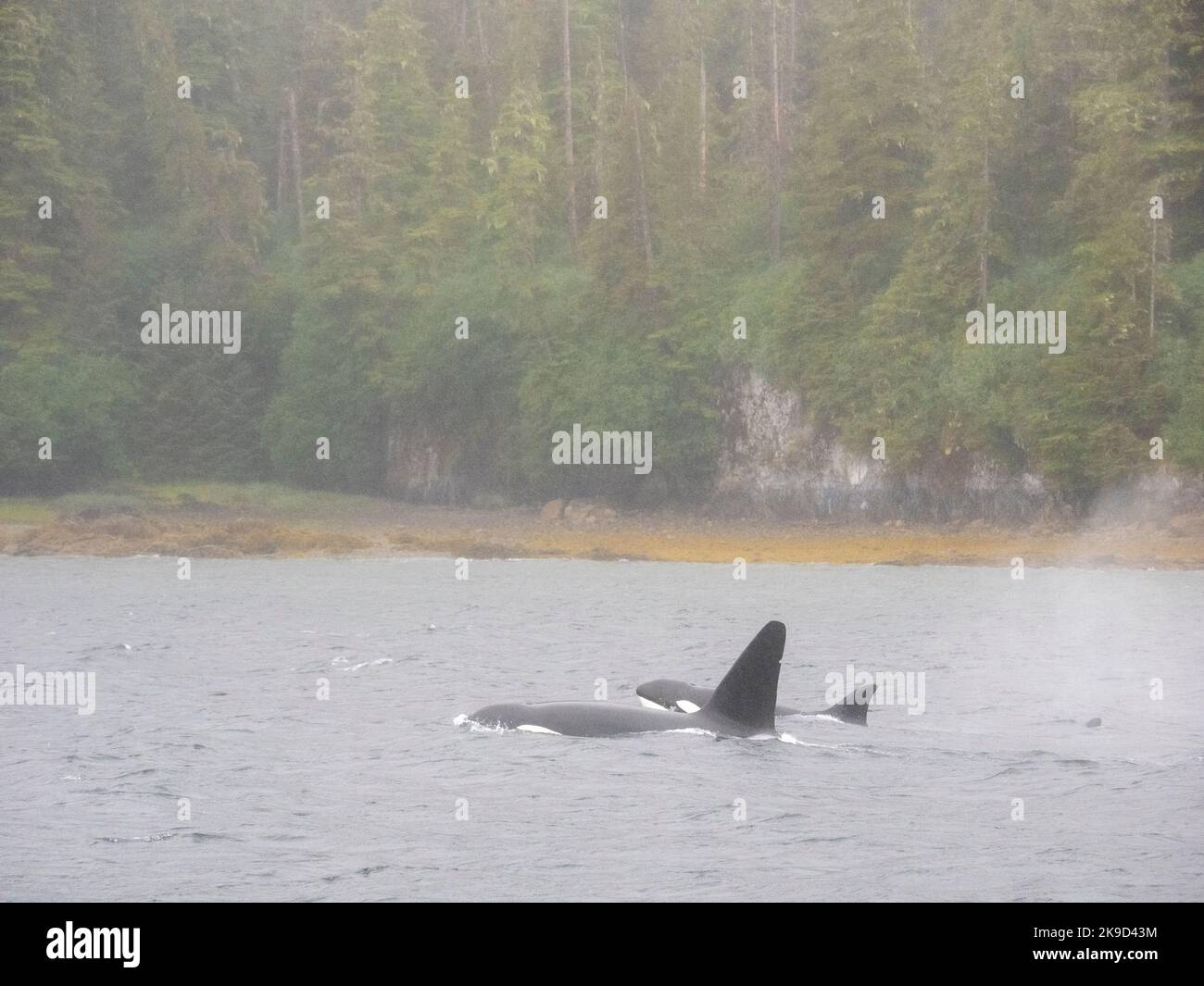 Le orche, Tongass National Forest, Alaska. Foto Stock