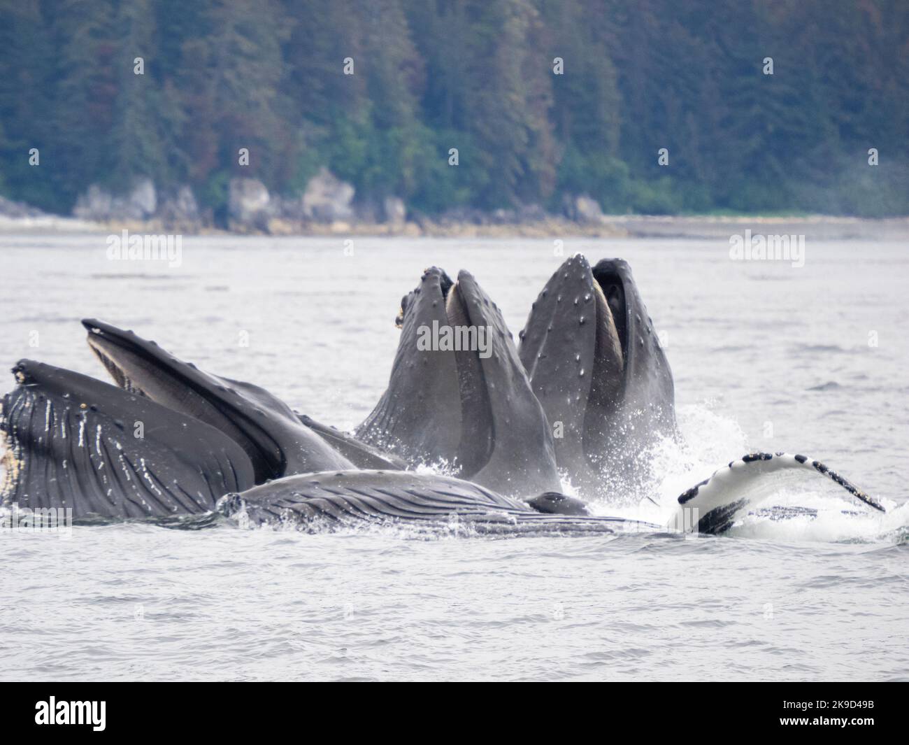 Humpback Whale, Tongass National Forest, Alaska. Foto Stock