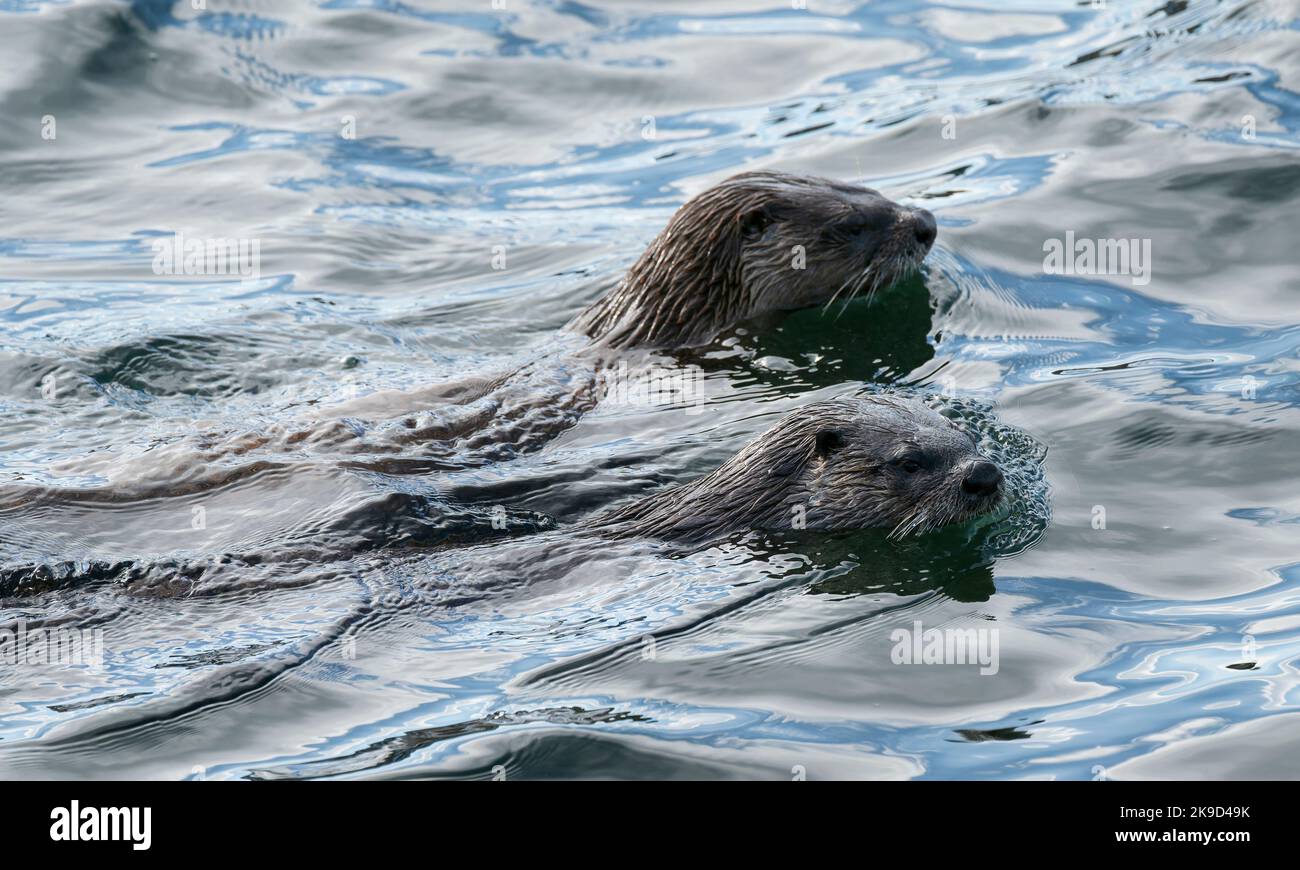 Un paio di lontre nordamericane (Lontra canadensis) nuotano nel porto di Victoria, British Columbia, Canada. Foto Stock