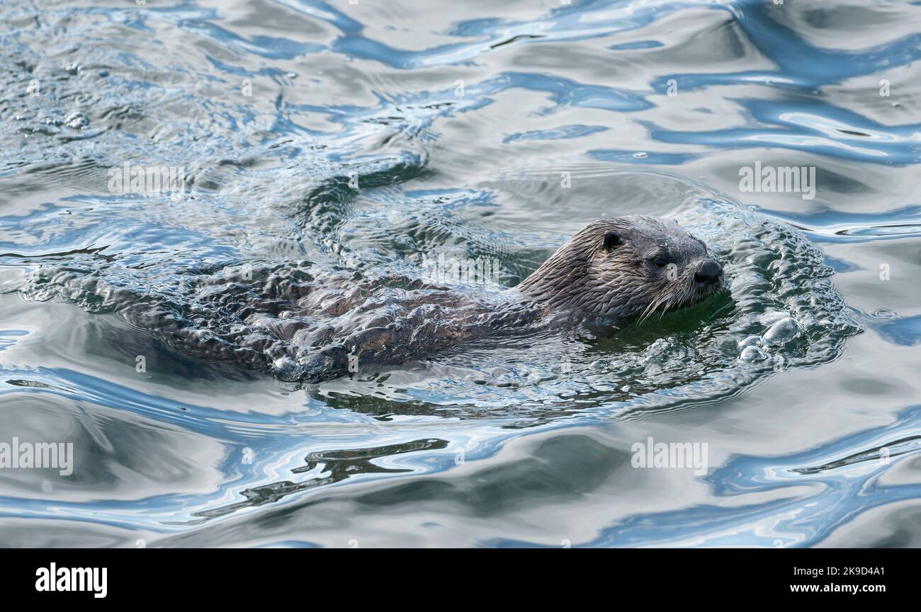 Una lontra nordamericana (Lontra canadensis) nuota nel porto di Victoria, British Columbia, Canada. Foto Stock
