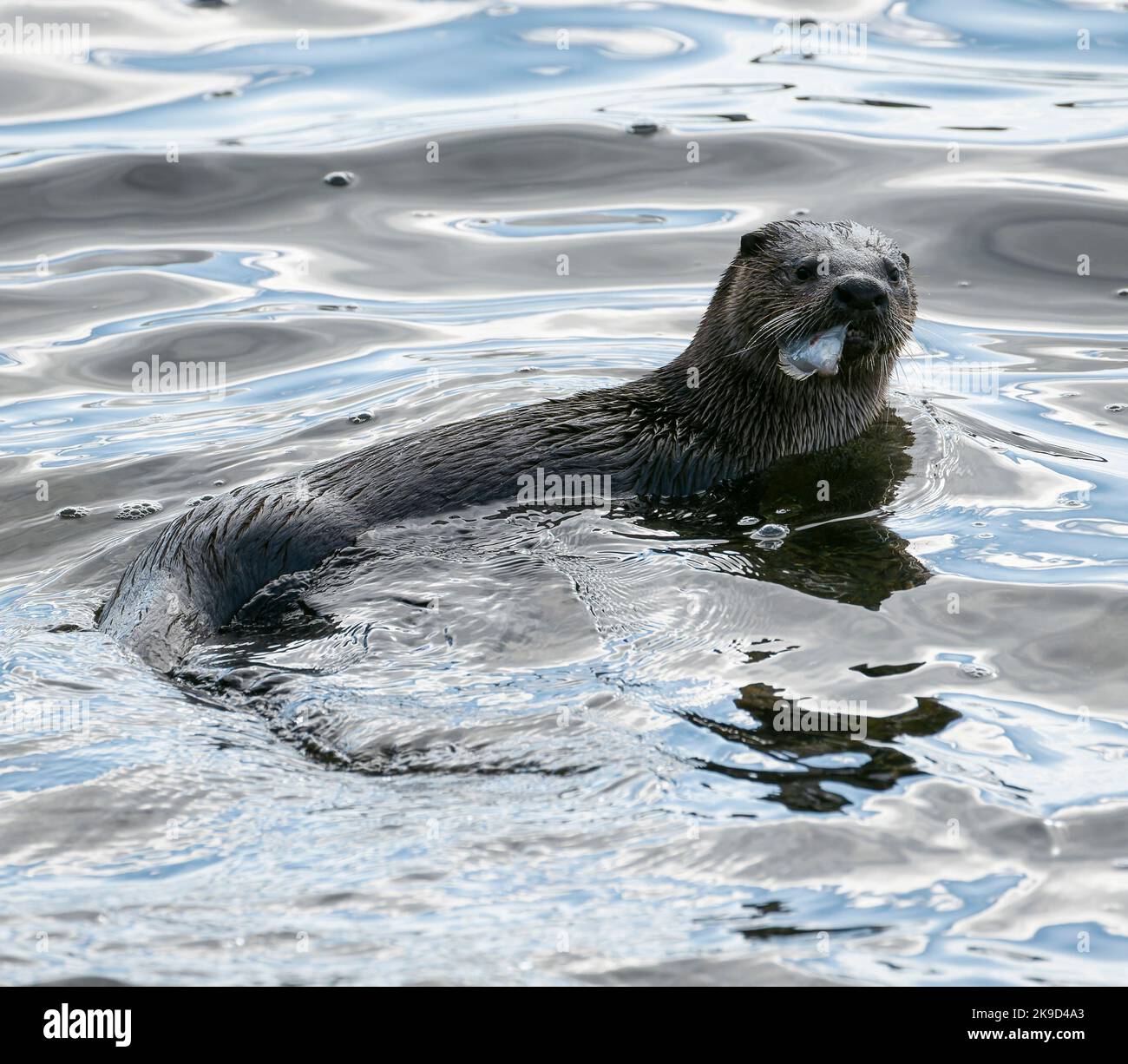 Una lontra nordamericana (Lontra canadensis) mangia un pesce nel porto di Victoria, British Columbia, Canada. Foto Stock
