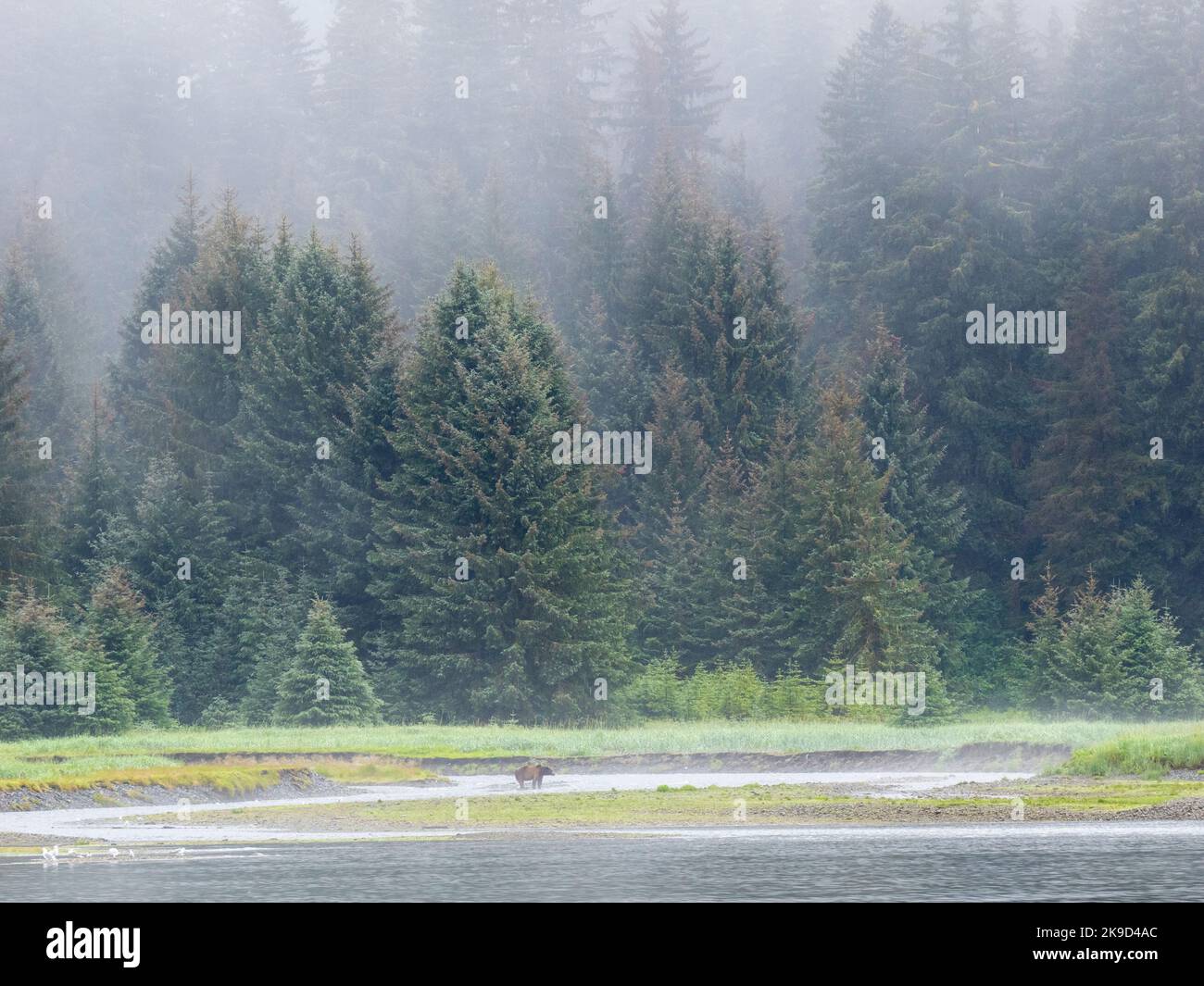 Orso bruno, Windfall Harbor, Pack Creek Wildlife Sanctuary, Tongass National Forest, Alaska. Foto Stock