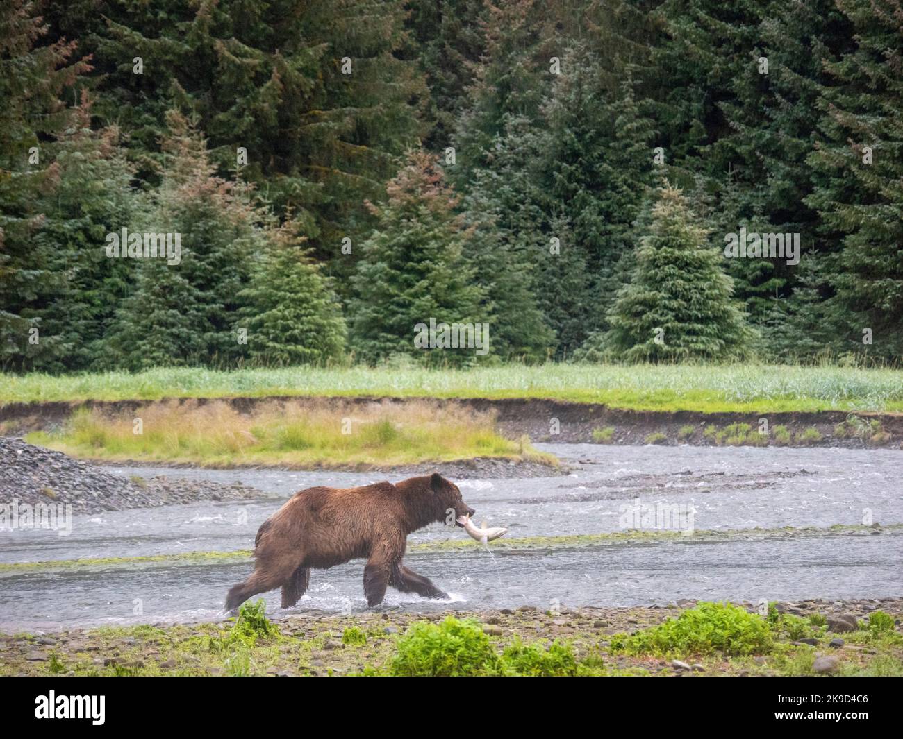 Orso bruno, Windfall Harbor, Pack Creek Wildlife Sanctuary, Tongass National Forest, Alaska. Foto Stock