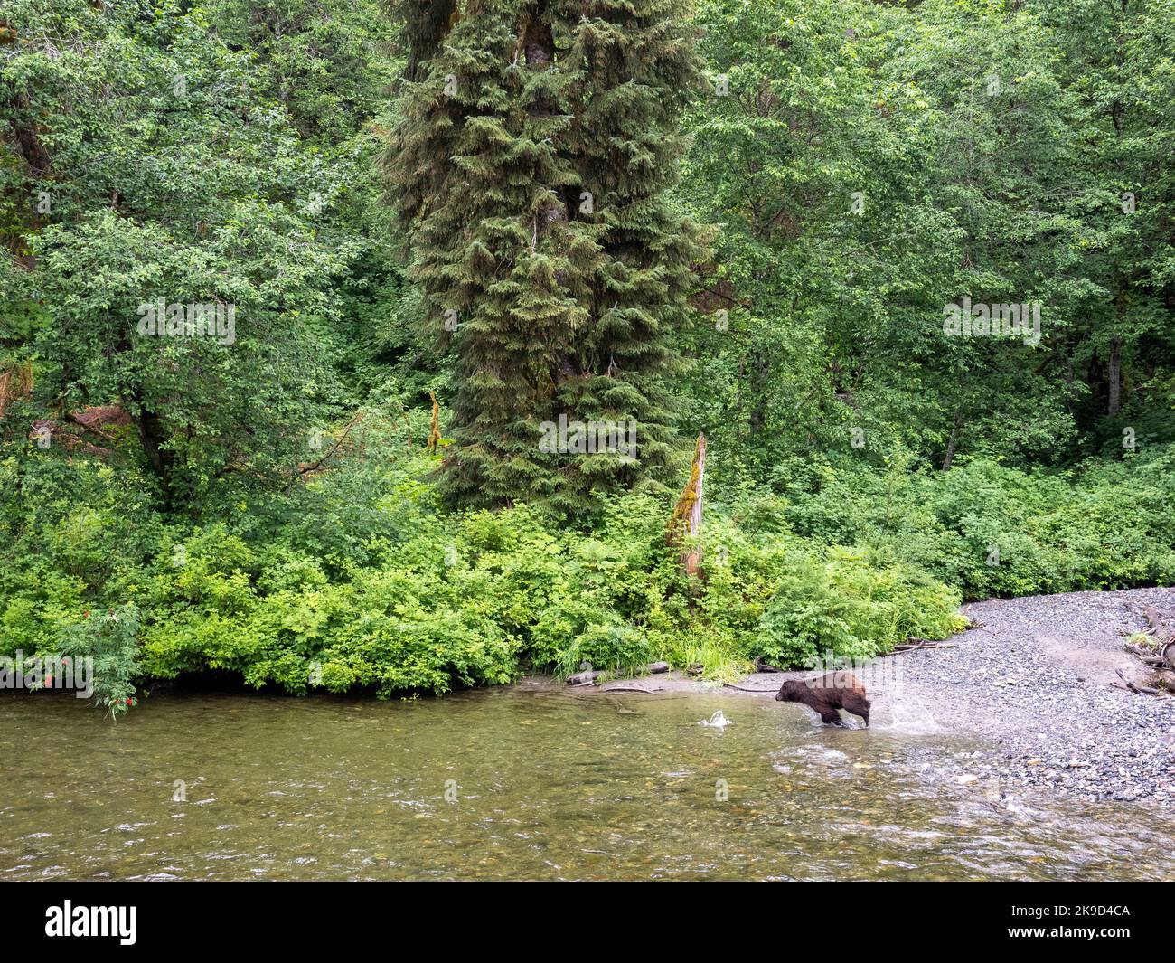 Brown Bear, Pack Creek Wildlife Sanctuary, Tongass National Forest, Alaska. Foto Stock