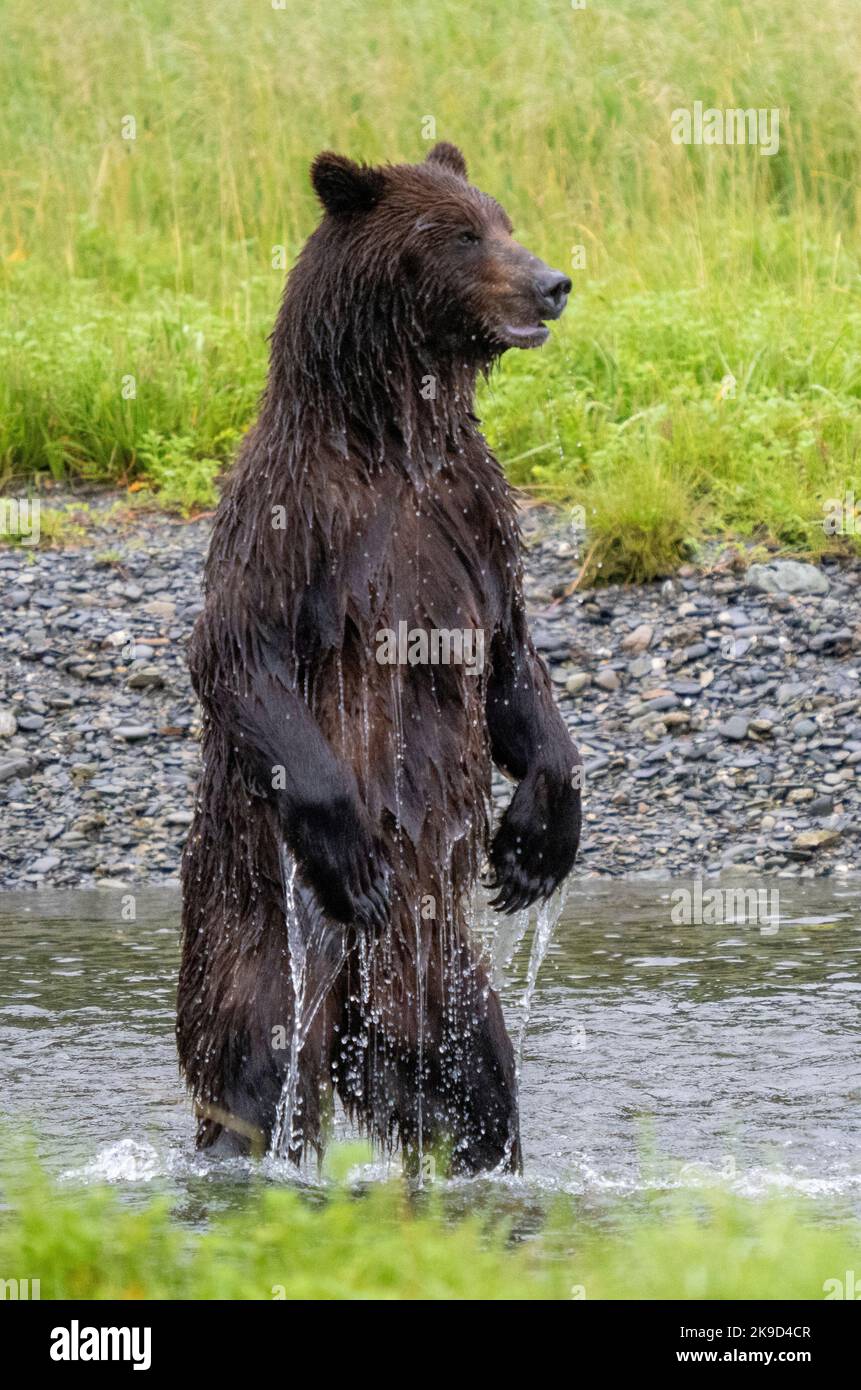 Brown Bear, Pack Creek Wildlife Sanctuary, Tongass National Forest, Alaska. Foto Stock