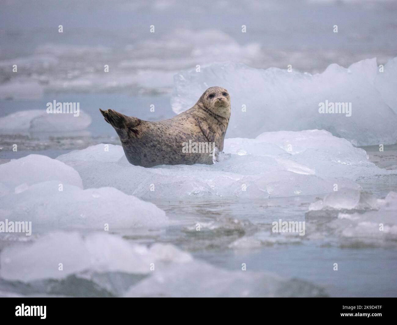 Harbor Seal, ghiacciaio le Conte, Tongass National Forest, Alaska. Foto Stock