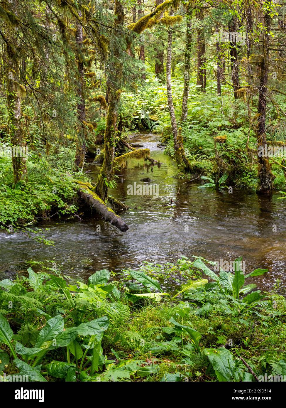 Mill Creek Trail, Tongass National Forest, Wrangell, Alaska. Foto Stock