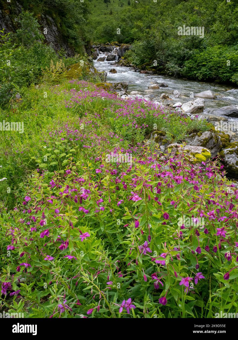 A Shakes Lake e Ghiacciaio sul fiume Stikine, Tongass National Forest, Wrangell, Alaska. Foto Stock