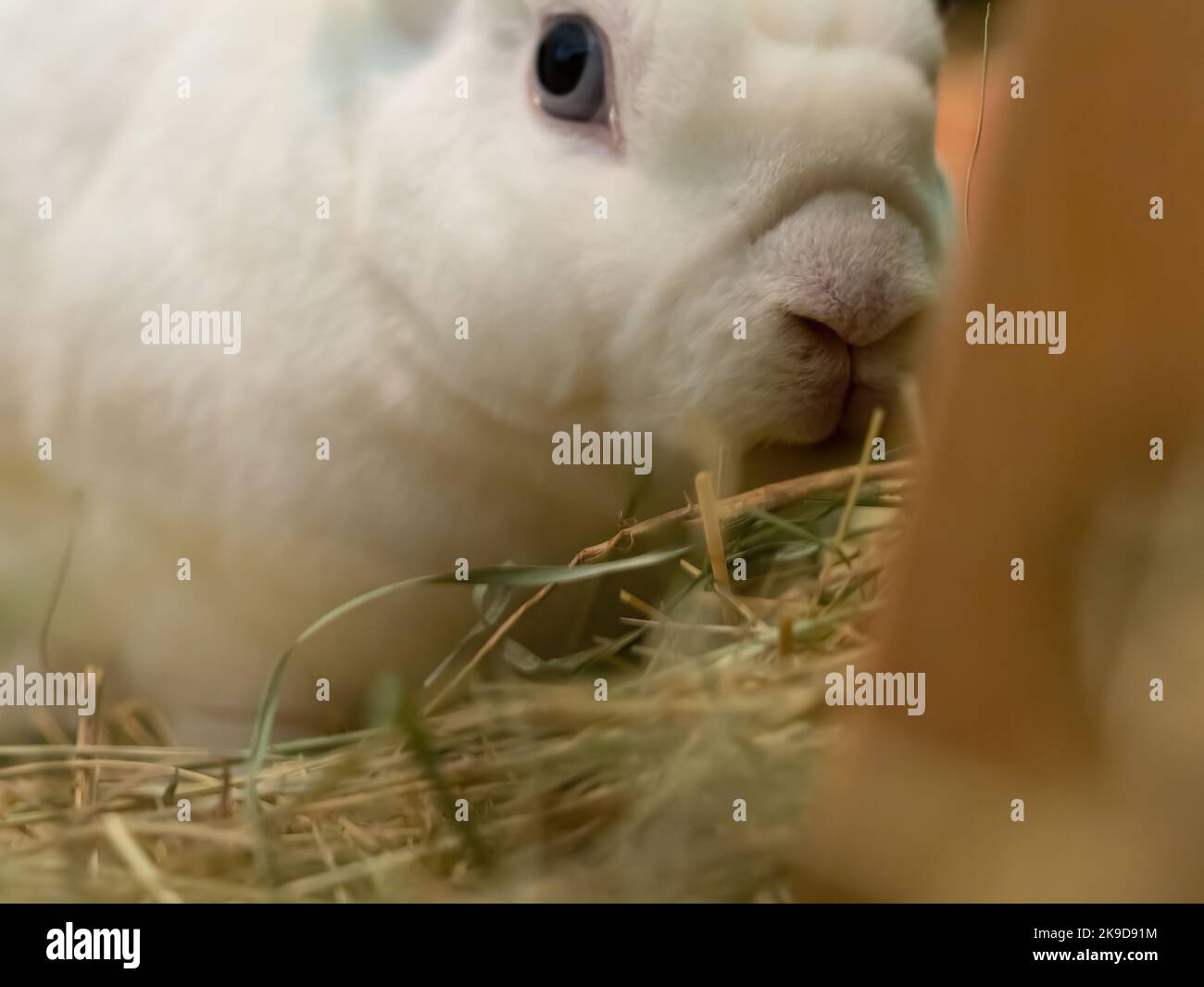 Un simpatico primo piano di coniglio in Jena indoor Foto Stock