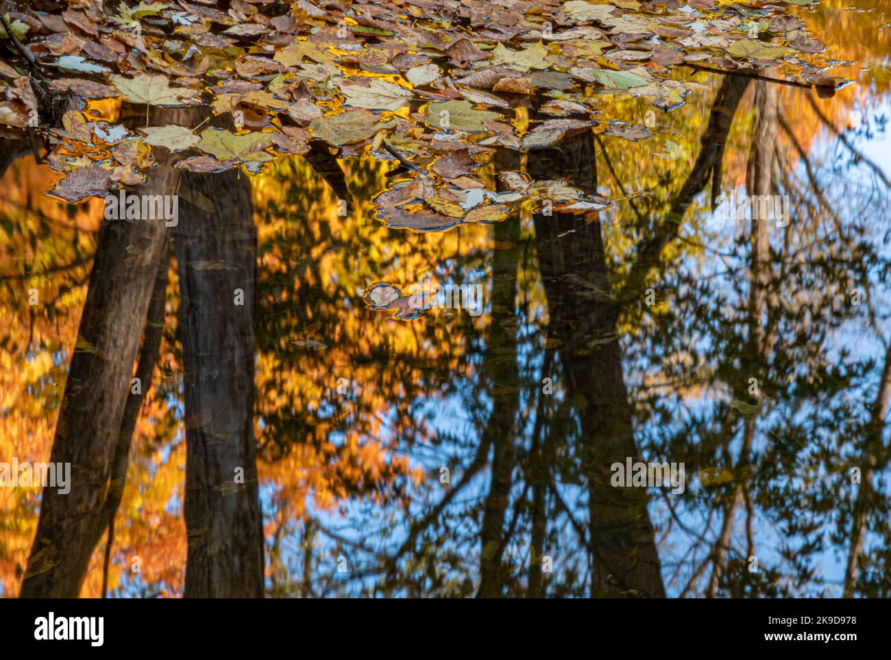 Le foglie si raccolgono lungo la riva di Spring Creek, mentre i colori autumorici vengono rifalcati nella sua superficie, Messenger Woods Forest Preserve, Will County, Illinois Foto Stock