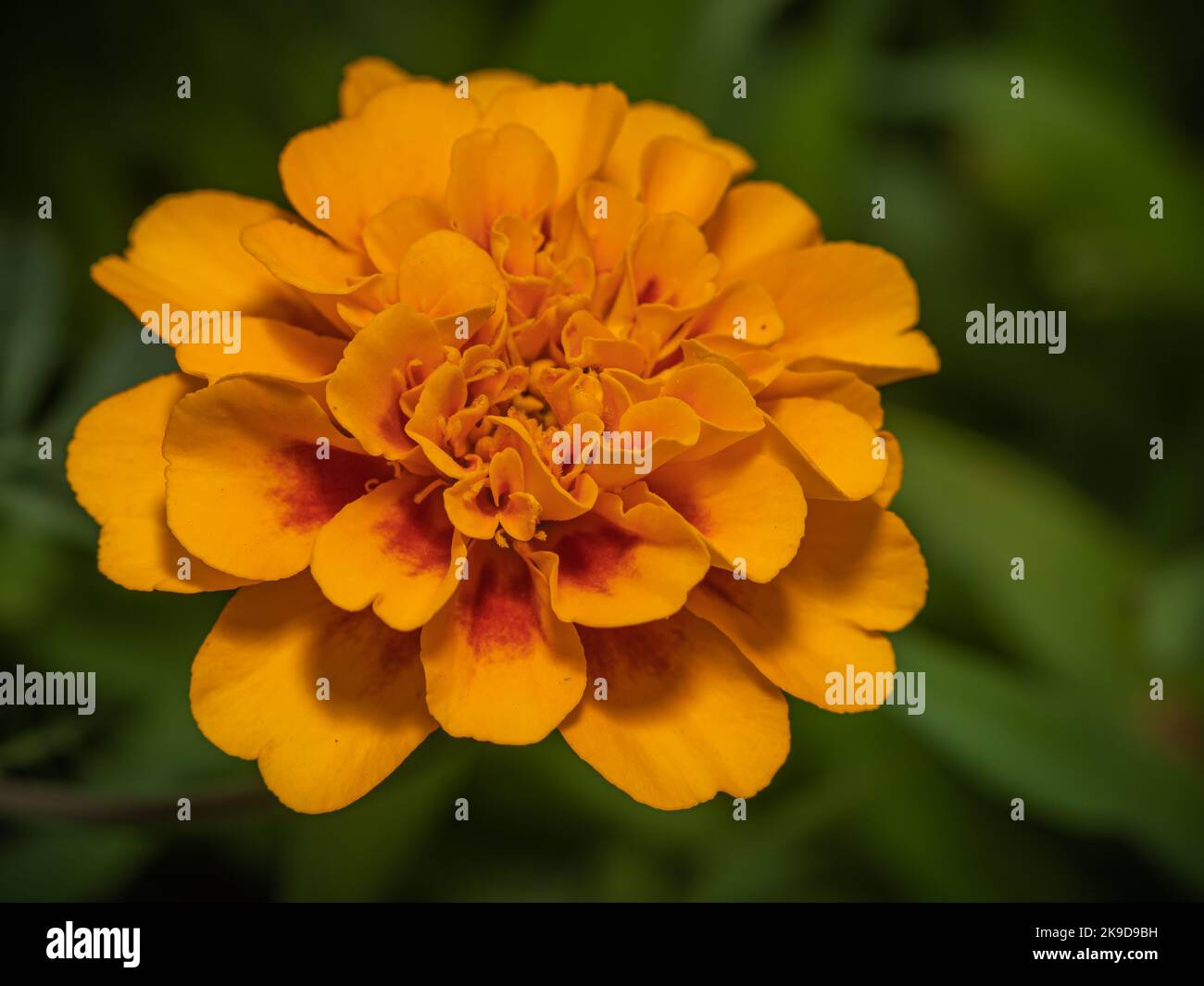 giallo arancio marigold in giardino Foto Stock