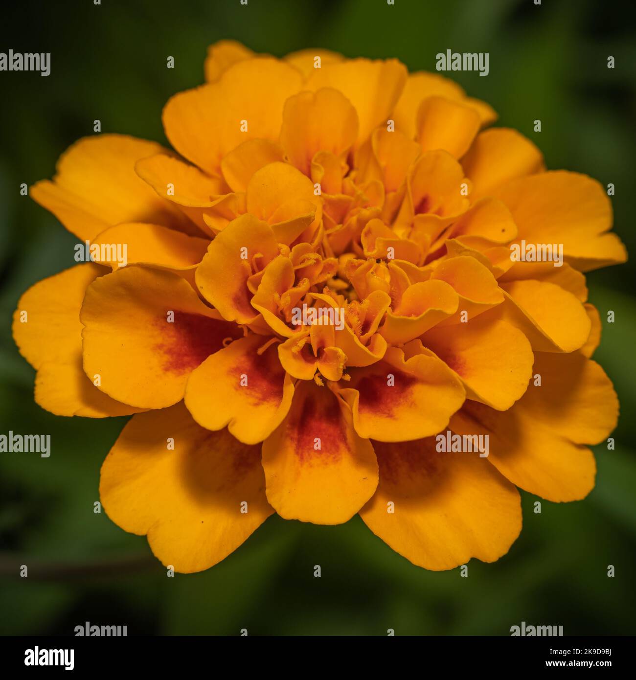 giallo arancio marigold in giardino Foto Stock