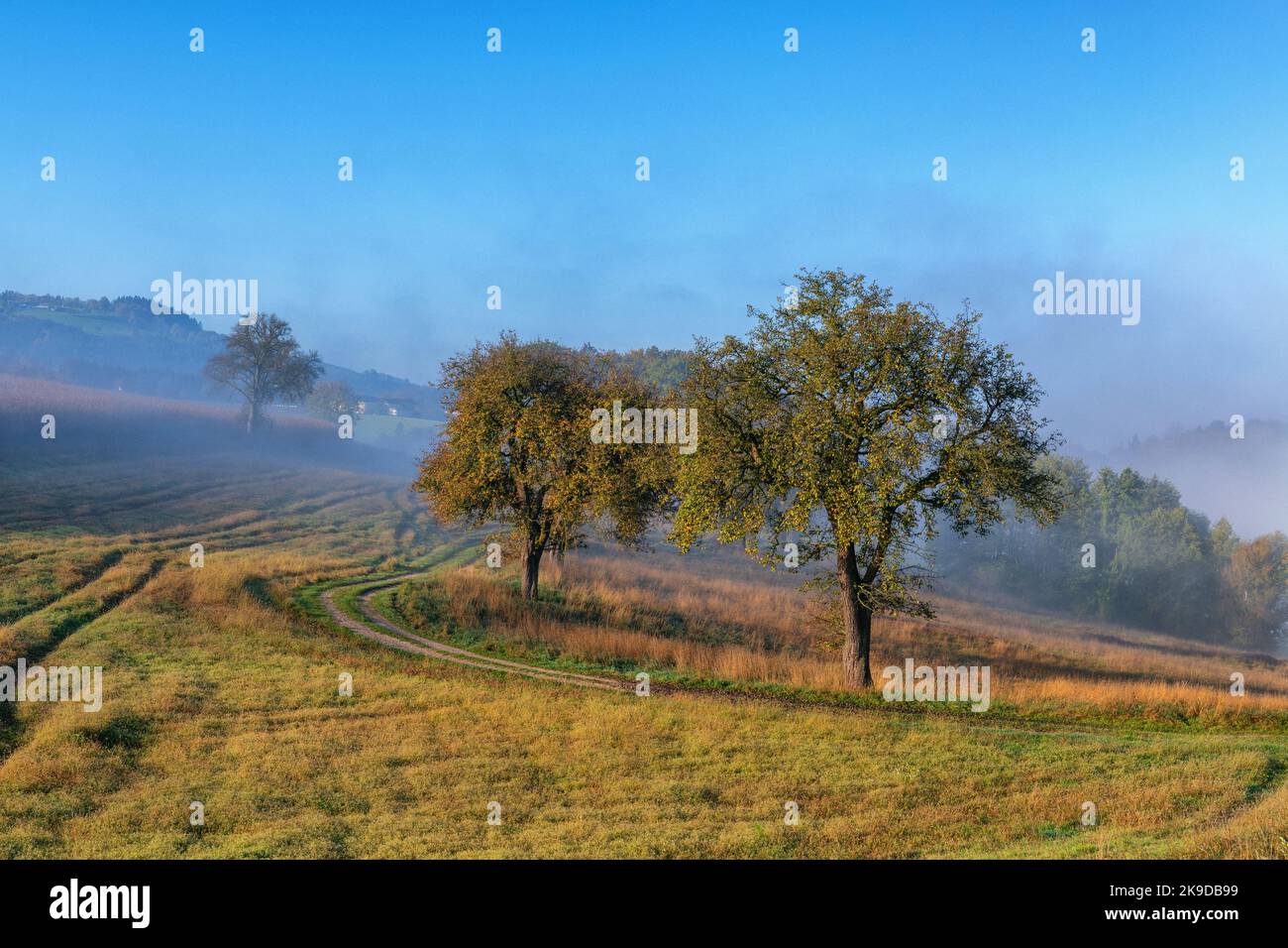 Alberi di pera con foglie rosse nella stagione autunnale nebbiosa in bassa Austria, Mostviertel Foto Stock