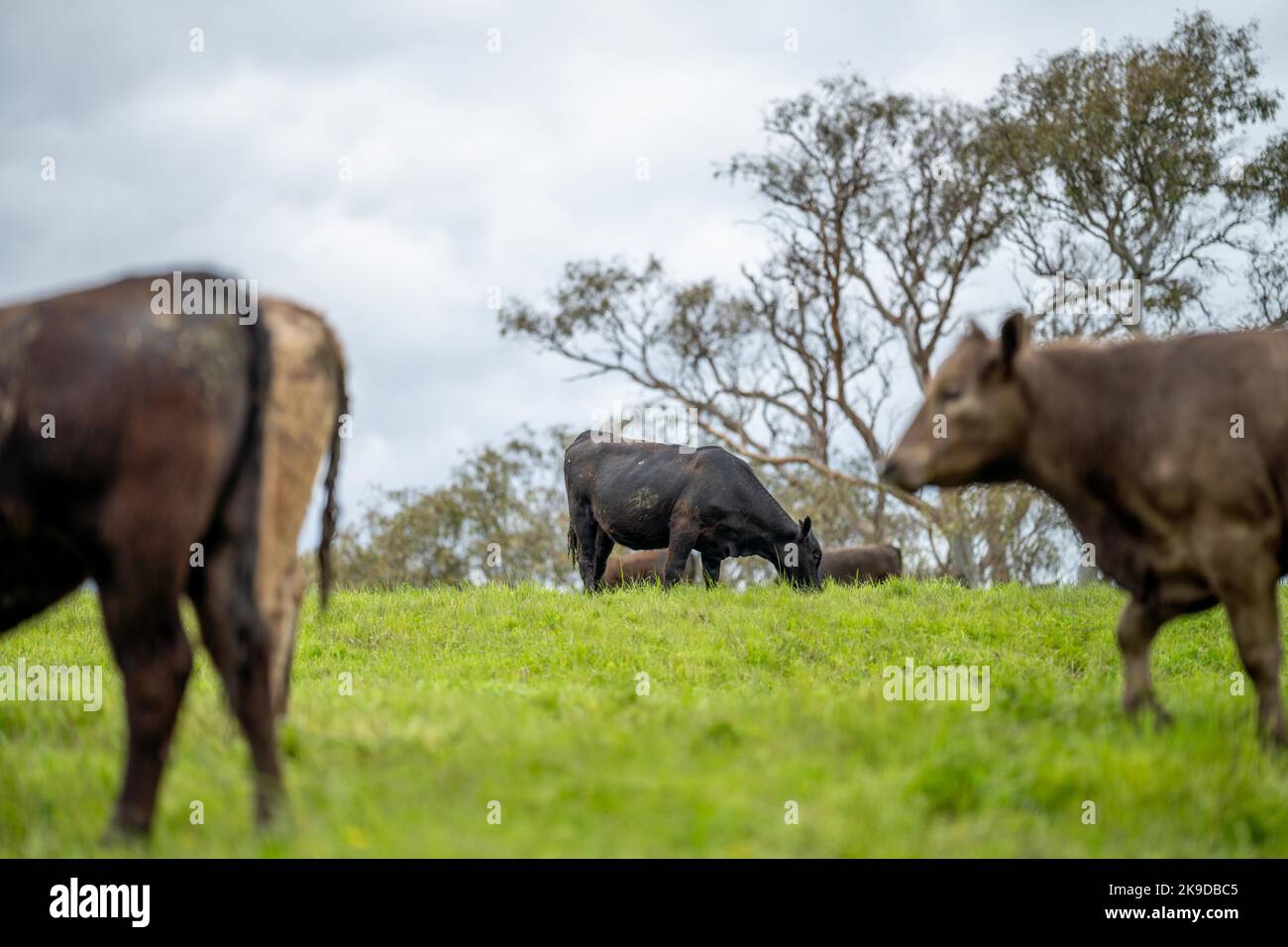 Perda In Su Di Tori Di Manzo Della Vite Prigioniera, Mucche E Vitelli Che Pascono Su Erba In Un Campo In Australia Razze Di Bestiame Includono Il Parco Di Speckle Grigio Di Murray Angus Crusca 2k9dbc5