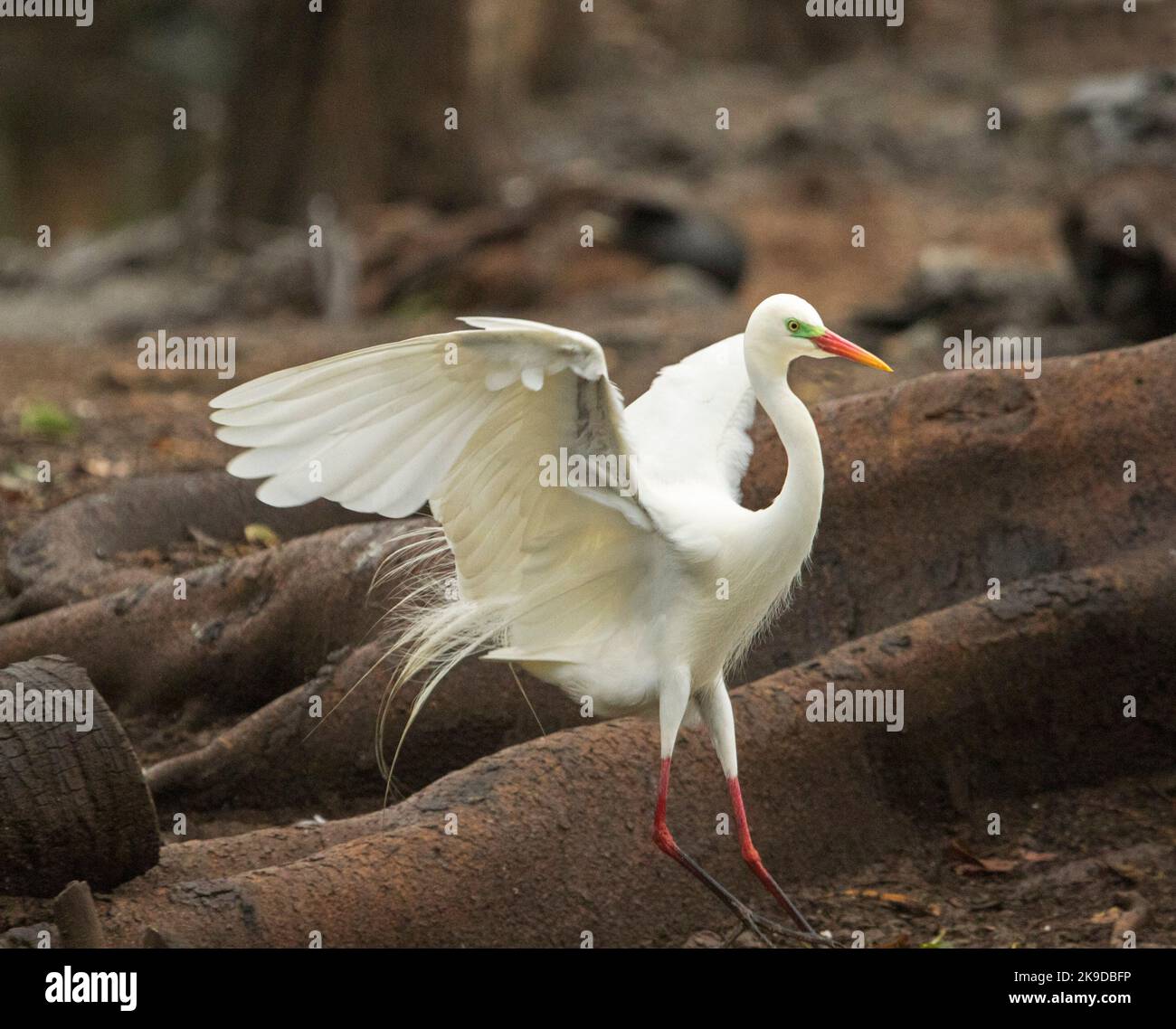 Grande spettacolare burretta pirata / intermedia, Ardea intermedia, in riproduzione piumaggio, in volo sullo sfondo di paesaggio marrone nel parco cittadino Foto Stock