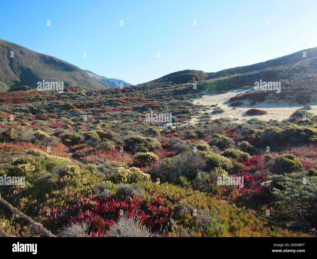 oasi del deserto con succulenti colorati che crescono sulla duna di sabbia Foto Stock