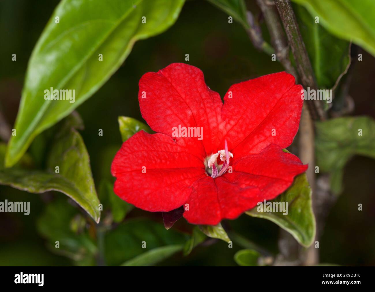 Fiore rosso vivo di rara vite brasiliana / arbusto, Ruellia affinis - Fiore di Caipora / Petunia selvatica, sullo sfondo di foglie verde scuro, in Australia Foto Stock