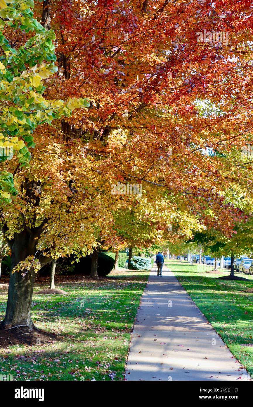 Colori autunnali a Lakewood, Ohio Foto Stock