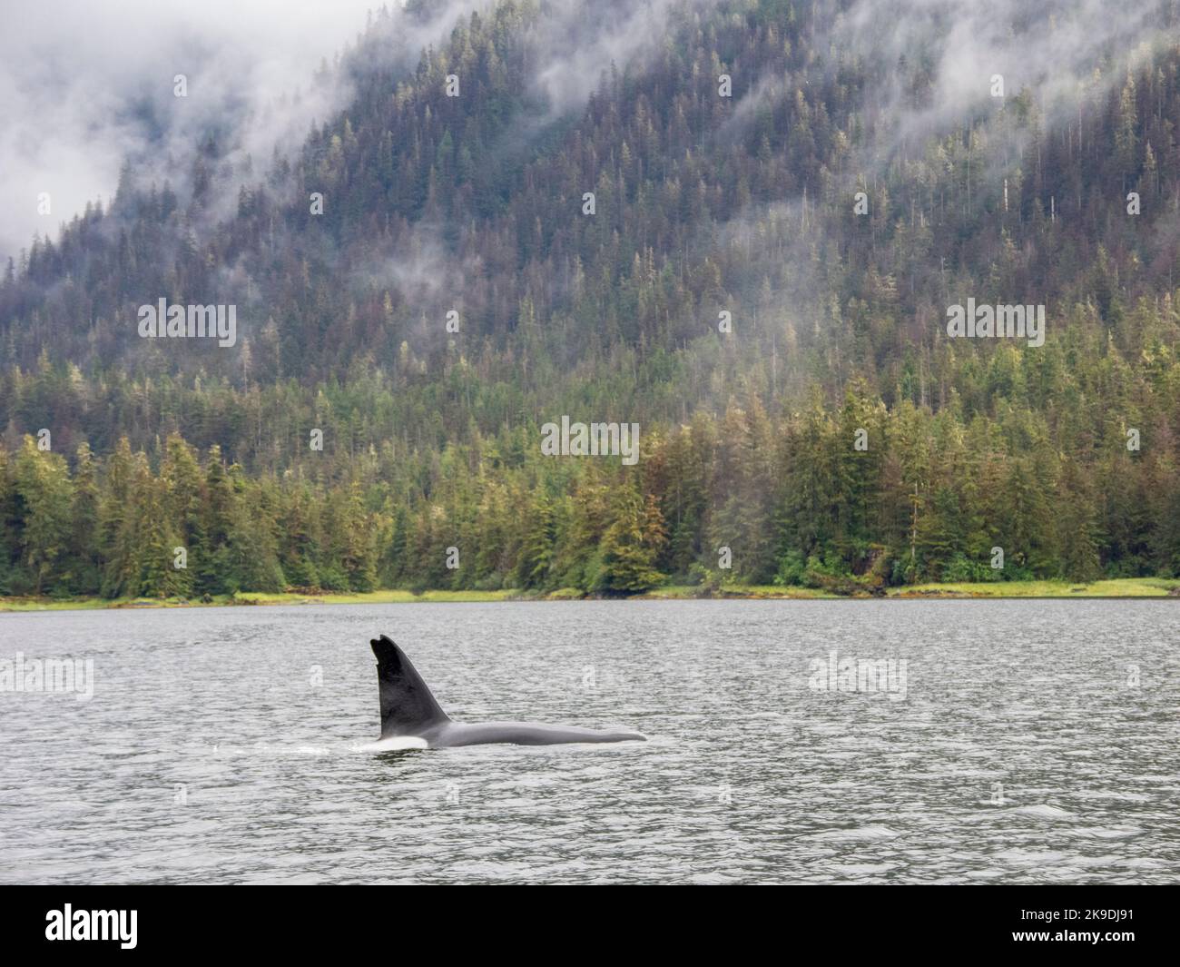 Orca Whales, Tongass National Forest, Alaska. Foto Stock