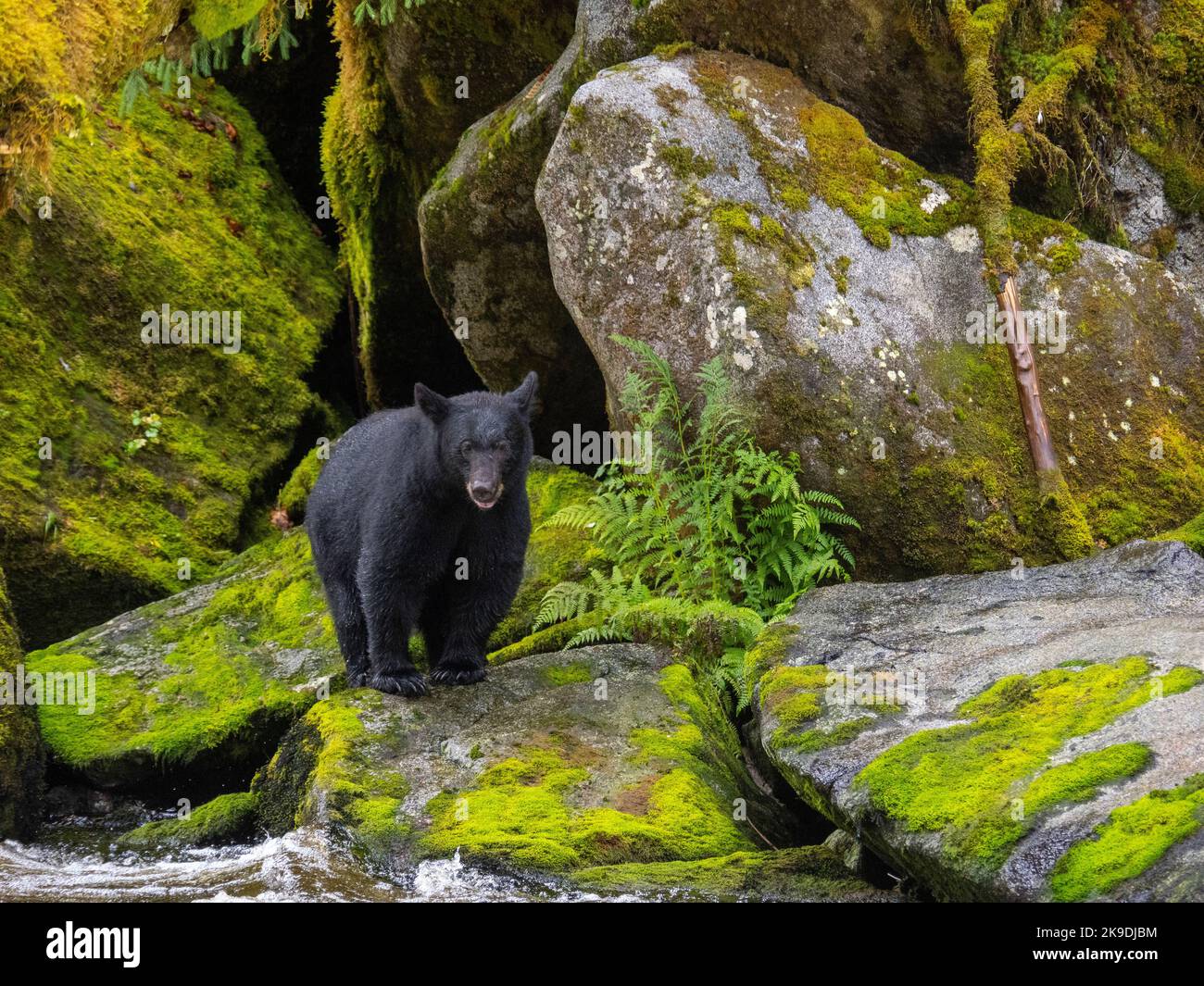 Gli orsi neri presso l'osservatorio dell'orso Anan, Tongass National Forest, Alaska. Foto Stock