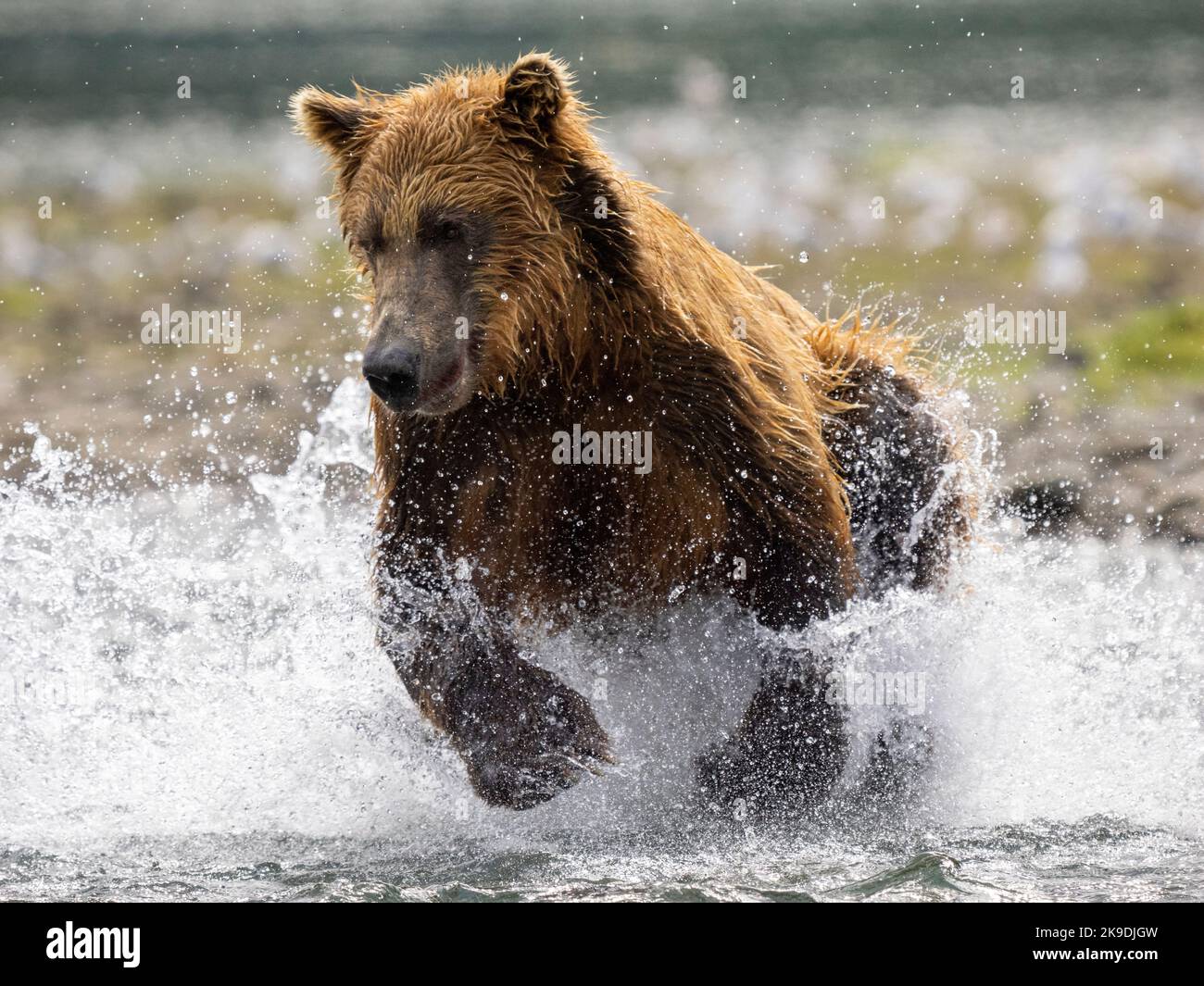 Un orso bruno o grizzly, parco nazionale di Katmai, Alaska. Foto Stock