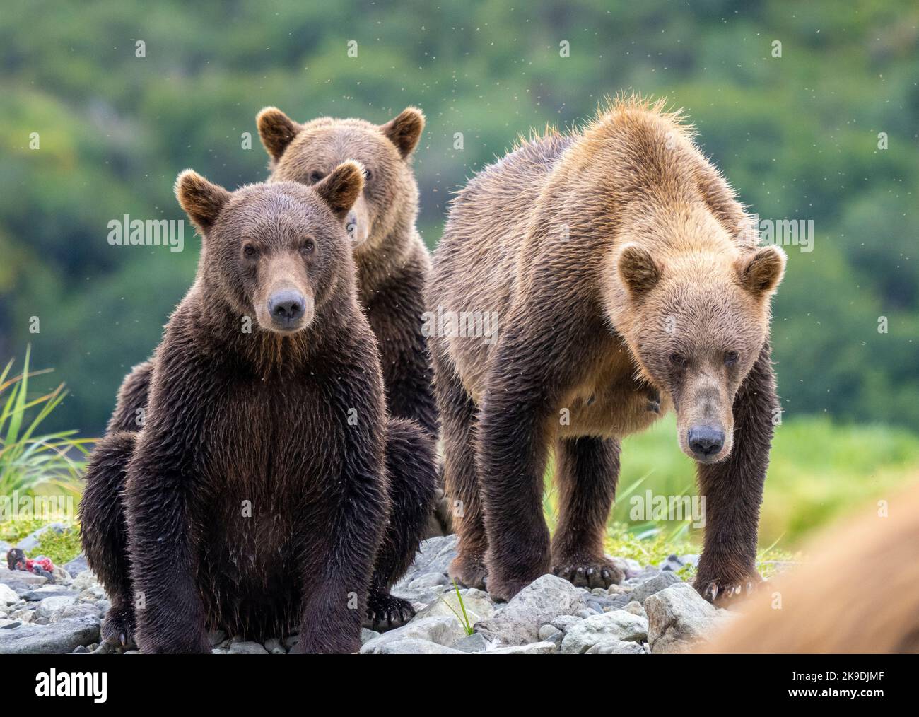 Un orso bruno o grizzly, parco nazionale di Katmai, Alaska. Foto Stock