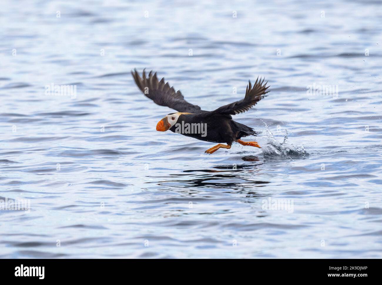 Puffin tufted, Kodiak, Alaska. Foto Stock