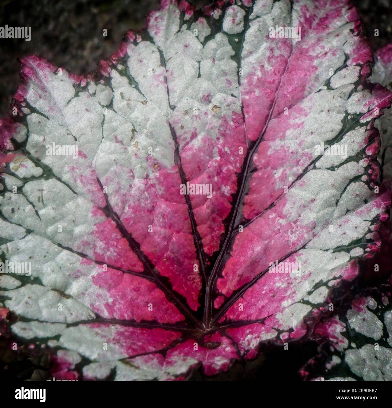 begonia rex ibrido Calgary Zoo Alberta Foto Stock