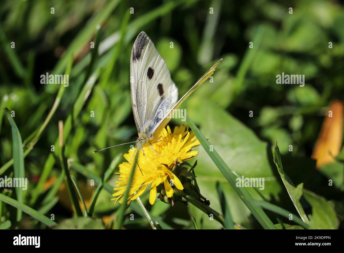 Cavolo bianco femminile o Pieris rapae nutrirsi su un fiore di dente di leone al Green Valley Park a Payson, Arizona. Foto Stock