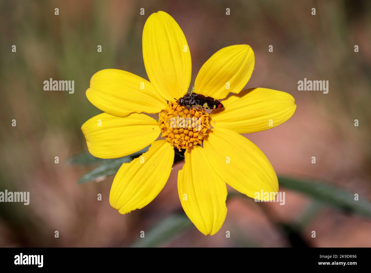 Primo piano del ragwort di Lemmon o del Senecio lemmonii con un piccolo scarabeo vicino al vivaio di pesci Tonto in Arizona. Foto Stock