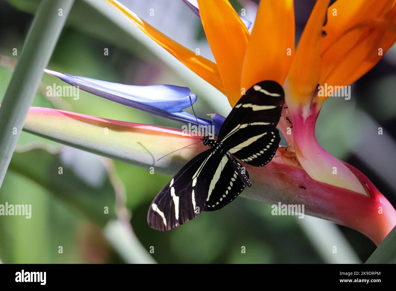 Zebra longwing o Heliconius charithonia si nutrono di un uccello di paradiso fiore nel giardino botanico del deserto. Foto Stock
