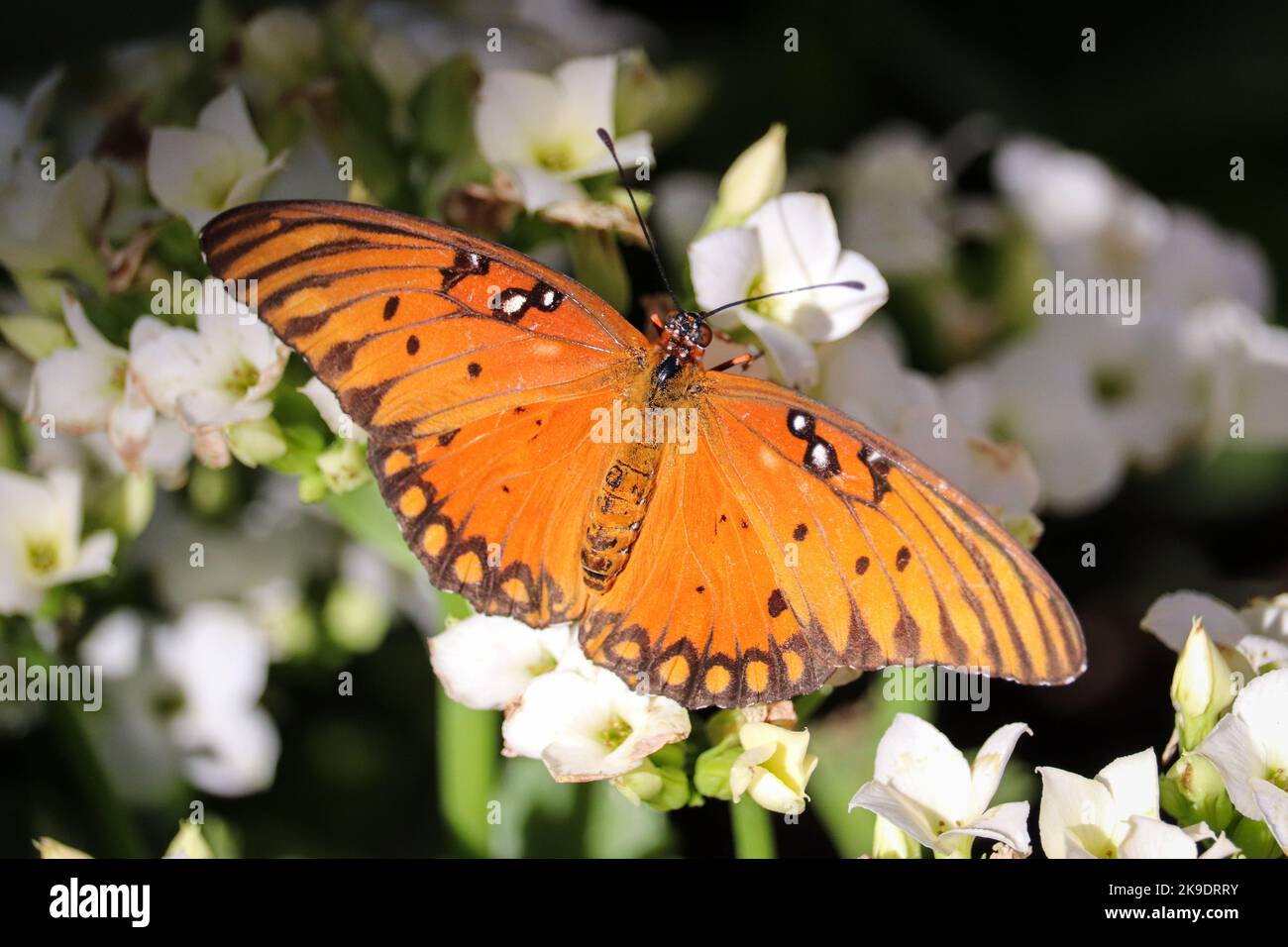 Gulf fritillary o Dione vanillae si nutrono di fiori bianchi nel giardino botanico del deserto a Pheonix, Arizona. Foto Stock