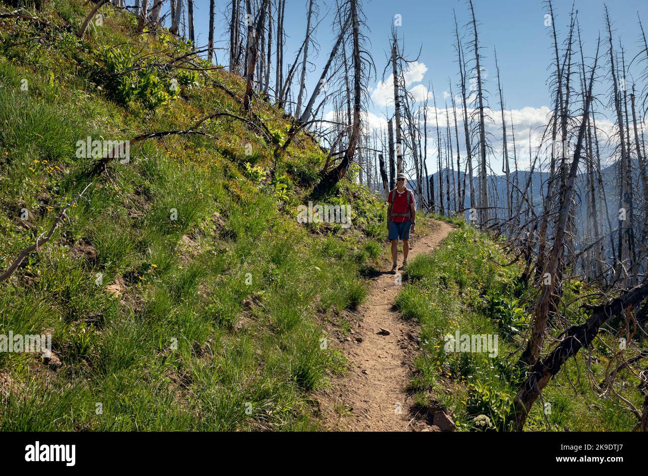 WA22587-00...WASHINGTON - Hiker sul Pacific Crest Trail passando attraverso il 2017 Norse Peak Fire nella Mount Baker-Snoqualmie National Forest. Foto Stock