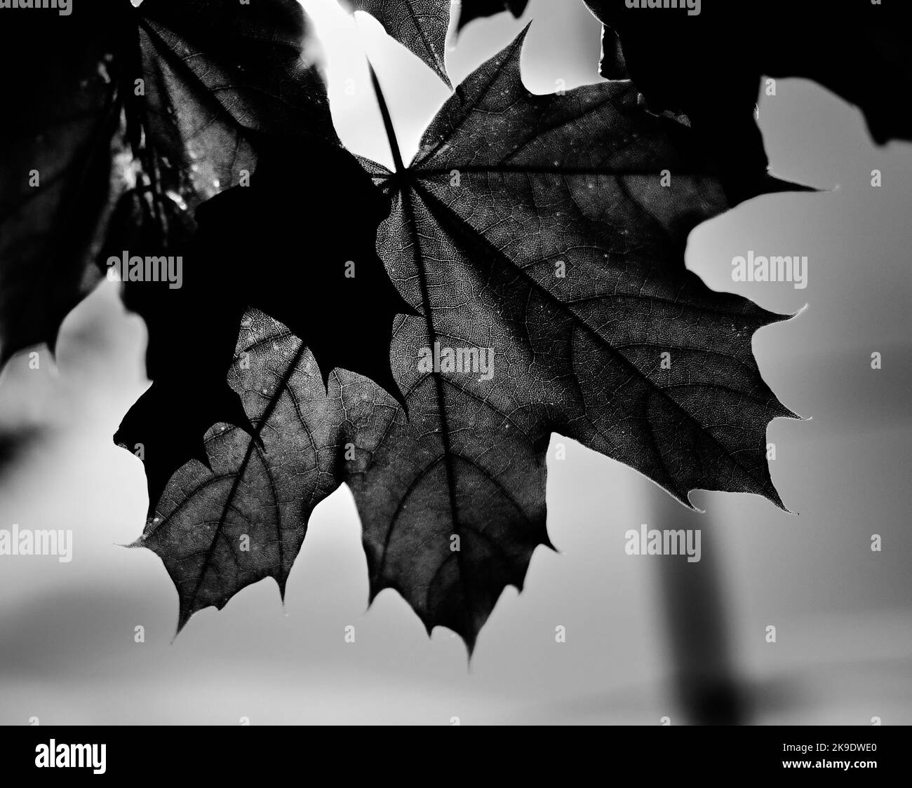 Foglia con luce che splende attraverso Foto Stock