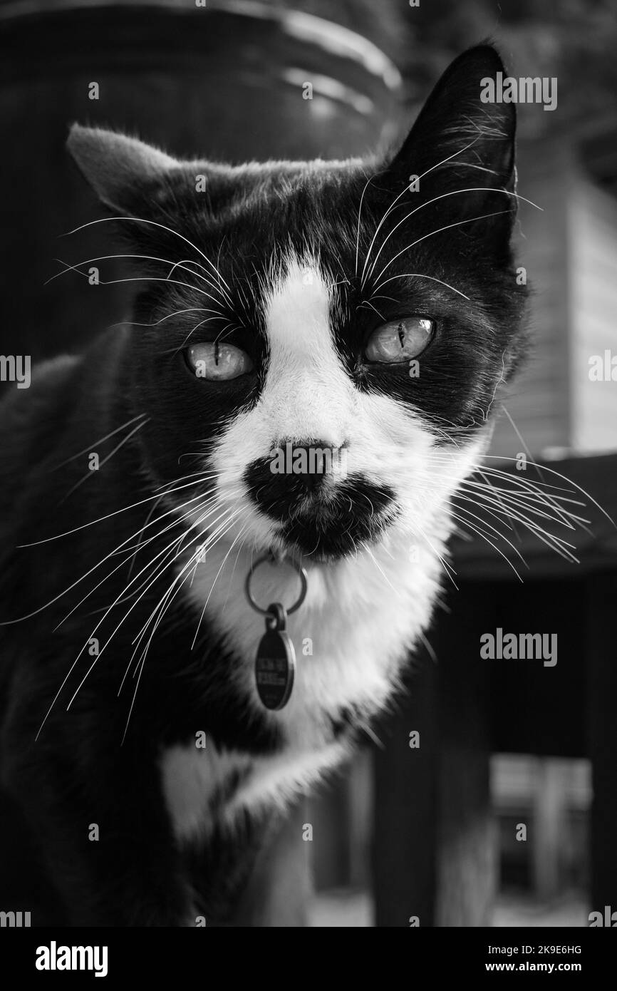 Cat posa bella. Bel gatto bianco e nero guardando la fotocamera. Ritratto di un bel gatto tabby bianco e nero in un giardino in estate fuori Foto Stock