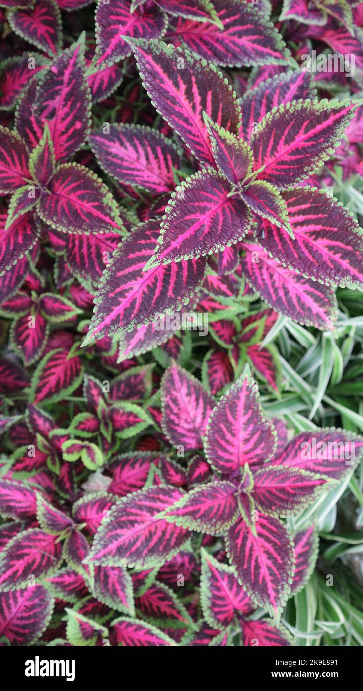 Foglie di Coleo rosa e verde. Il Coleus Blumei è un arbusto perenne originario dei tropici e dei sub-tropici. Foto Stock