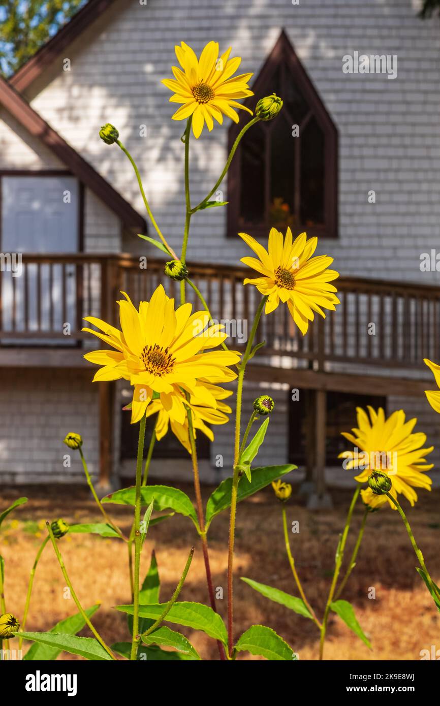Girasole Maximillian Helianthus Maximiliani foto primo piano. Girasole giallo maximilian fiori perenni. Nessuna gente, focalizzazione selettiva Foto Stock
