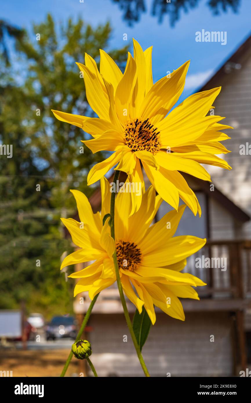 Girasole Maximillian Helianthus Maximiliani foto primo piano. Girasole giallo maximilian fiori perenni. Nessuna gente, focalizzazione selettiva Foto Stock