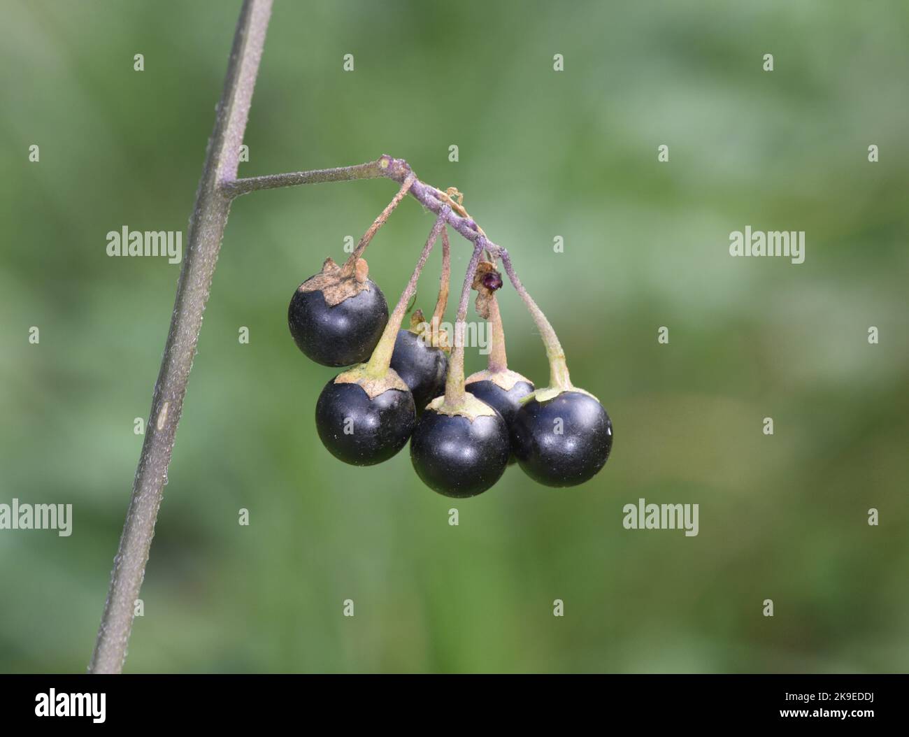 Erba Morella - Solanum nigrum Foto Stock