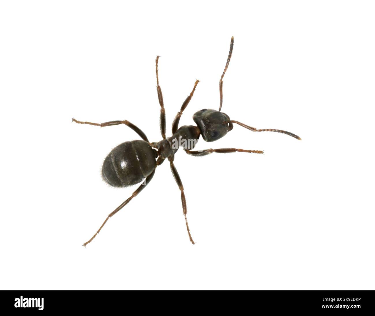 ANT Nero comune - Lasius niger Foto Stock