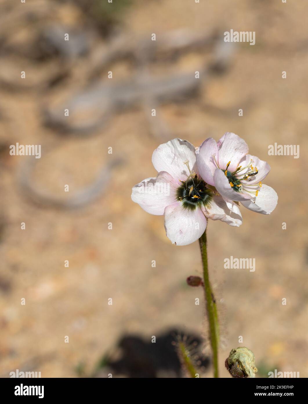 Vista frontale di due fiori bianchi con il tocco rosa della Sundew Drosera cistiflora (pianta carnivora) presi in habitat con copyspace Foto Stock