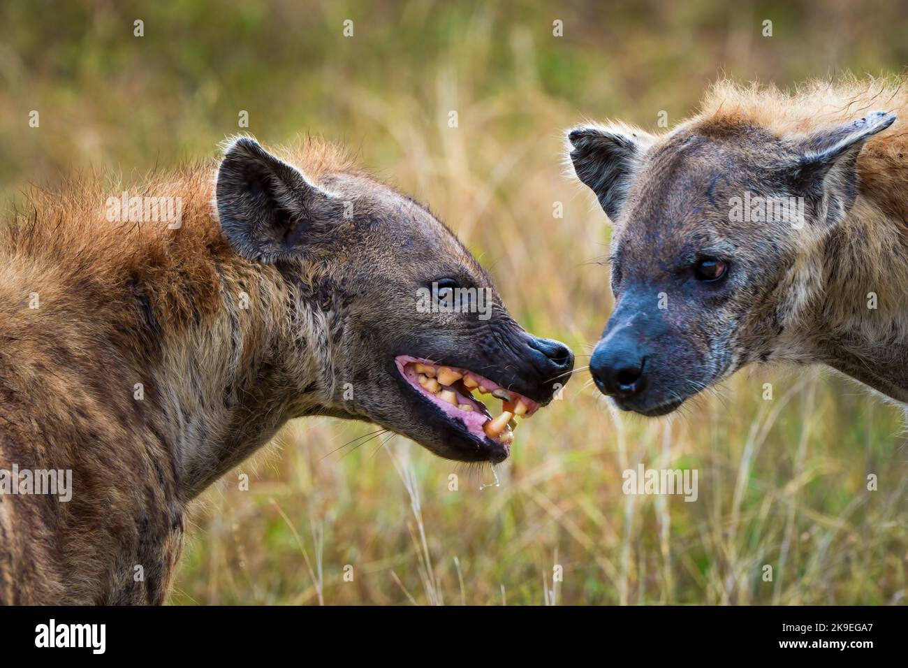 Iena macchiata o ridendo iena (crota crota) mostrando un comportamento sottomesso appiattendo le orecchie e mostrando i denti. Mpumalanga. Sudafrica. Foto Stock