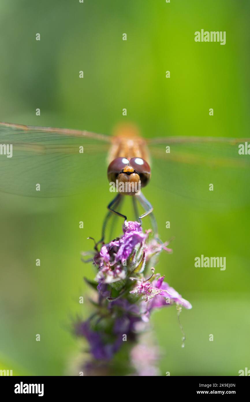 libellula comune darter sul fiore Foto Stock